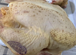 Волгодонские ветеринары предупреждают об опасности сальмонеллеза птиц для человека