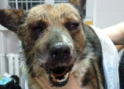 Пьяный мужчина избил до полусмерти собаку в станице Романовской