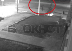 Дерзкое похищение туи возле администрации Волгодонска попало на видео 