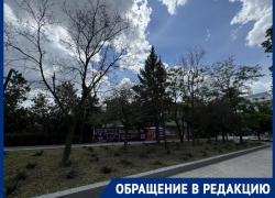 «Уже и крест на них поставили, а спилить не могут»: горожанка удручена клумбами отремонтированного бульвара 