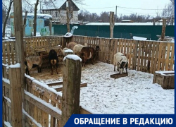 «Свалка на месте, козы – в загоне»: председатель гаражного кооператива возмущен соседями