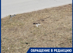 Любители собак превратили улицы Волгодонска в «минное поле»