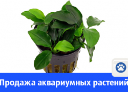 Продажа аквариумных растений в Волгодонске 