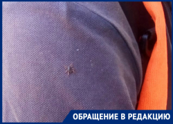 Клещи атаковали сквер «Дубравушка» в Волгодонске 