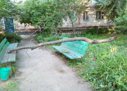 Старое дерево рухнуло на играющих детей в Волгодонске 