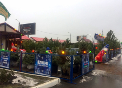 Минимальное число елочных базаров за последние 30 лет может открыться в Волгодонске в декабре 2025 года