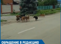 Стая бездомных собак из девяти особей пугает жителей переулка Вокзального