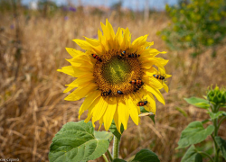 Сегодняшний день в Волгодонске будет солнечным