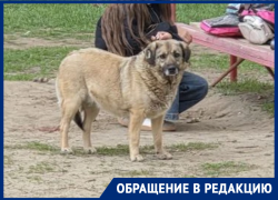 Злая собака у детской площадки на Ленина держит в страхе весь двор