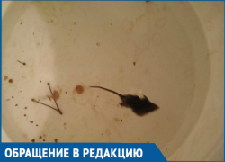 Мыши атаковали квартиру на 10-м этаже в Волгодонске 