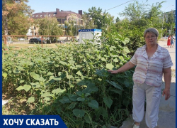 «Поработал Водоканал, выросла амброзия в рост человека»: жительница дома на улице Черникова