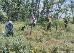  Под Романовской собрали более 700 килограммов конопли