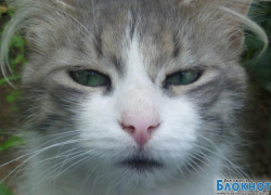 Кузя Второй - 75-й участник конкурса «Самый красивый кот Волгодонска»