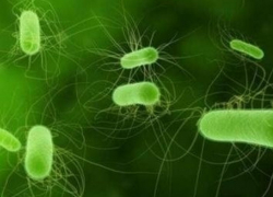 Волгодонцы могут купить продукты с кишечной палочкой и африканской чумой