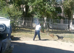 В Волгодонске злая собака покусала трех человек и ушла от полицейской погони