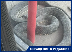 Необычная «гостья» пожаловала к волгодонцам