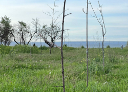 «Ростовскому ДСУ» направлена претензия о замене сухостойных деревьев в районе набережной на жизнеспособные 