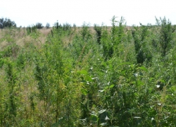  Житель Волгодонского района разбил плантацию конопли в природном парке