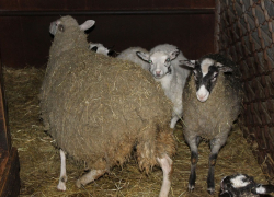 В Зимовниках задержали 30 овец без документов