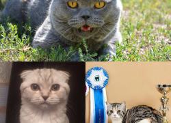 Кокос, Боня и Габиша стали победителями конкурса «Самый красивый кот - 2017»