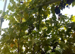 В Цимлянске собираются заложить новые виноградники автохтонных сортов