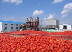 Помидорному заводу в Потапове не дали кредит