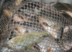 В Цимлянском водохранилище поймали браконьера с сетями и рыбой