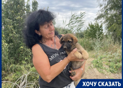 «Щенка спасли, а дети могут погибнуть!»: горожане просят огородить опасный колодец у дороги на старый пляж В-9