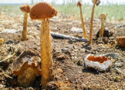 Удивительный длинный гриб из мелового периода растет рядом с Цимлянском