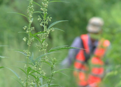 В Волгодонске засушат и сожгут коноплю со 120 квадратных метров земли