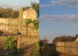 Нашествие саранчи в Волгодонском районе: полчища насекомых уничтожают растительность