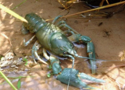 Мужчина рискнул жизнью ради поимки раков и попал под следствие 