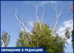 «Опасные сухие ветки свисают над новой скамейкой на БВП»: волгодонцы 