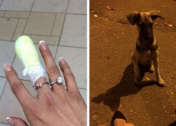 Жительницу Волгодонска укусила собака