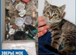 Около месяца маленький котенок жил в яме с мусором рядом с мертвой мамой-кошкой
