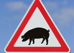 В сорока километрах от Волгодонска ввели режим ЧС из-за Африканской чумы свиней