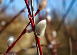 Православные волгодонцы отмечают Вербное воскресенье