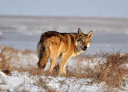 Мартыновку признали  «волчьим» местом Ростовской области