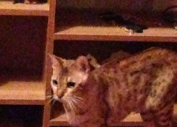 Бритни - 73-я участница конкурса «Самый красивый кот Волгодонска»