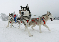Волгодонец примет участие в международных гонках на собачьих упряжках