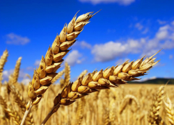 Из Волгодонска в Кению отправлена первая партия пшеницы