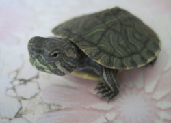 Под видом взрослых черепах уличные торговцы «впарили» доверчивым волгодонцам черепашат