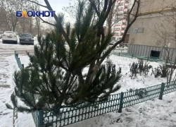 «Елкопад» в Волгодонске: как попрощаться с новогодним деревом и не получить штраф