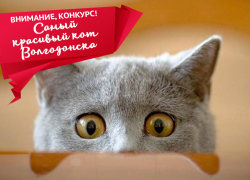 28 марта - последний день приема заявок на участие в конкурсе "Самый красивый кот Волгодонска"