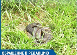Гуляя на детской площадке, мы с сыном в траве увидели гадюку, - волгодончанка боится за жизни маленьких детей