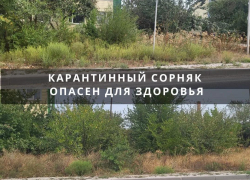 В Цимлянске возбуждено дело из-за непокоса карантинной растительности на улице Боевой славы