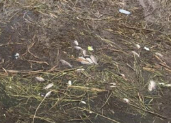 Большое количество мертвой рыбы в Цимлянском водохранилище зафиксировали на фото жители Волгодонска