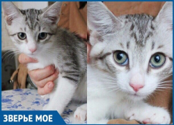 Маленький котенок Тёмик мечтает обрести семью и мурчать на руках у своих хозяев