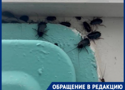 Полчища тараканов атаковали подъезд в Волгодонске  