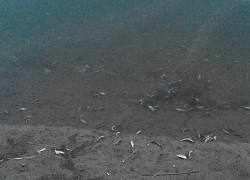 Массовый мор рыбы зафиксирован на оросительном канале Волгодонска